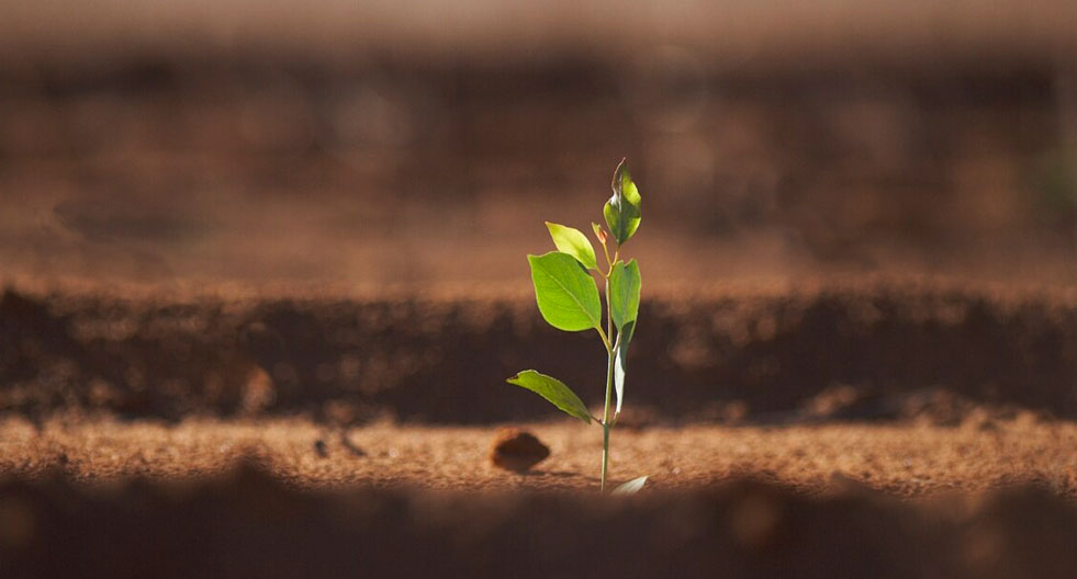Photo of a seedling growing in red dirt.