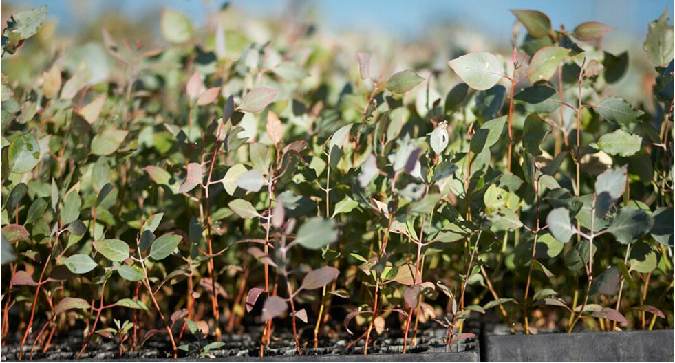 Photo of a seedling growing in red dirt.