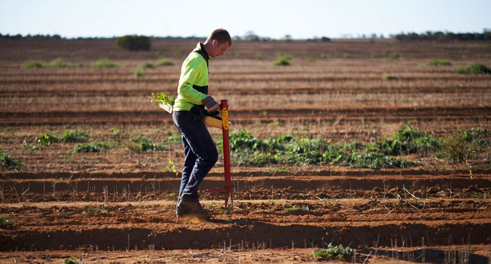 Photo of a seedling growing in red dirt.