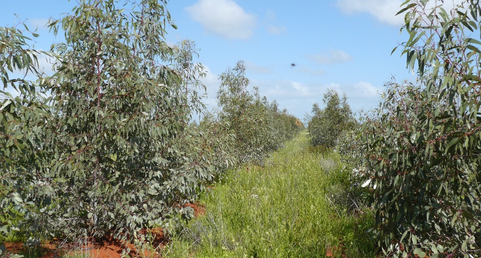 3 year old biodiverse native species at Tomora Project - part of the Yarra Yarra Biodiversity Corridor.