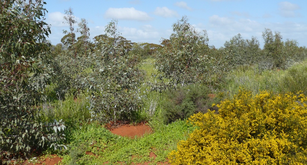Tomora at Canna: 3 year old bio-diverse mixed species showing acacia varieties in foreground. 2700 hectares planted 2008.