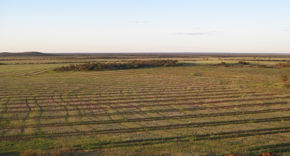 Bowgada Hills at Perenjori: 1450 hectare project established in 2010. Showing large scale, broad acre site preparation. Nearby is the 2900 hectare Pine Ridge project established 2009 and the Karara iron ore area in the background.